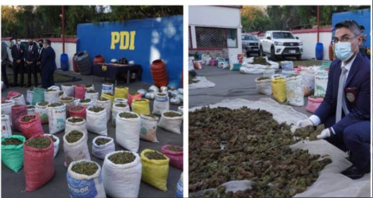 Histórico Para Coquimbo Pdi Incauta 2 Toneladas De Marihuana Avaluadas En 10 Mil Millones 0846