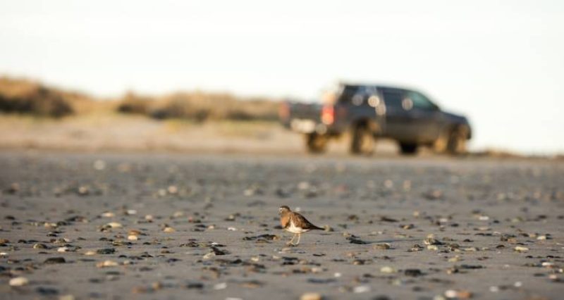 Protege playas y dunas costeras en Atacama