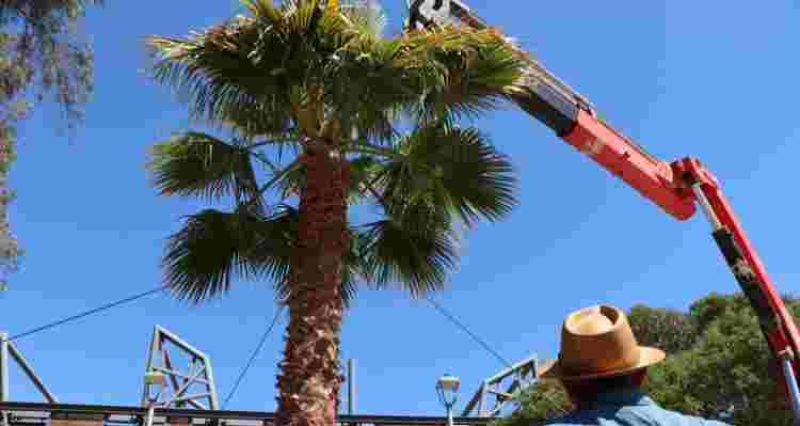 Exitoso traslado de palmera al Parque El Pretil en Copiapó